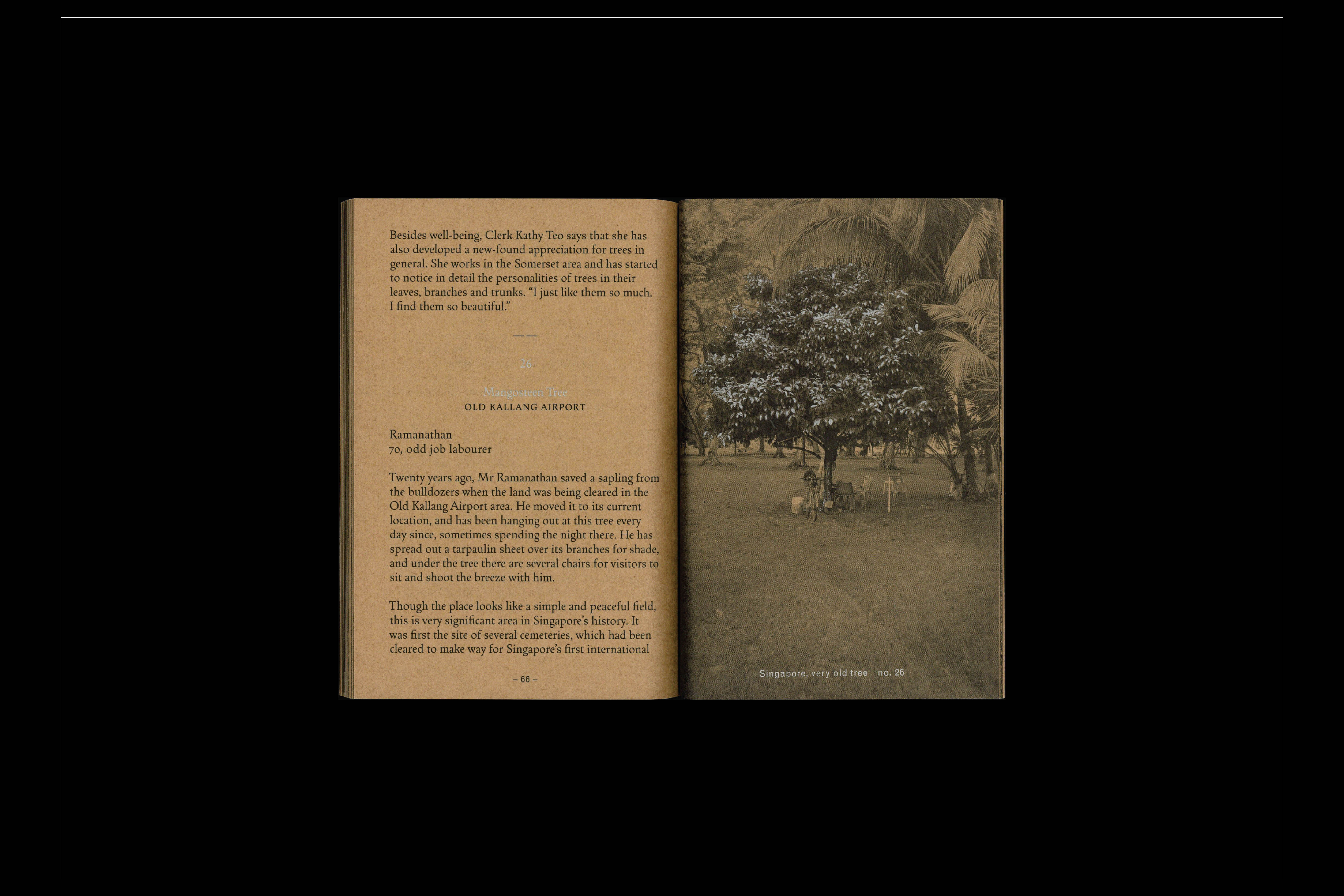 950 Singpore Very Old Tree (project publication), for Robert Zhao Renhui